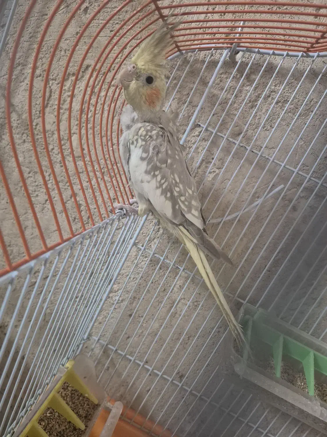 عروس هلندی زیبا|پرنده|فرخ‌شهر, |دیوار