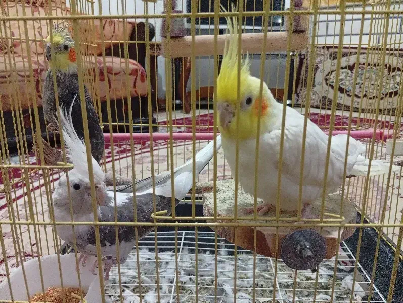 عروس هلندی|پرنده|سورک, |دیوار