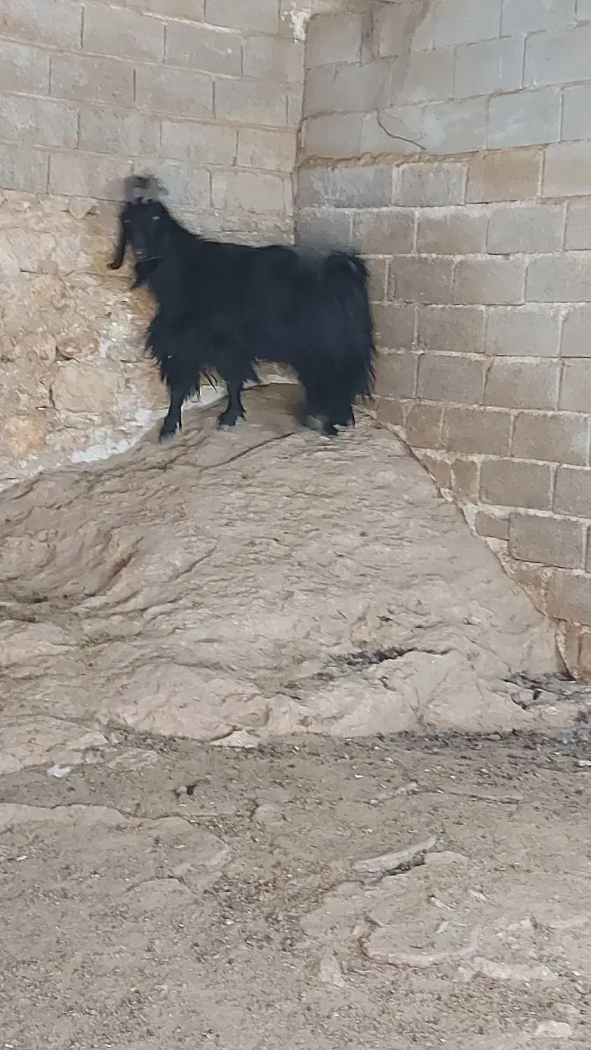 سلام فروش پازن|حیوانات مزرعه|جهرم, |دیوار