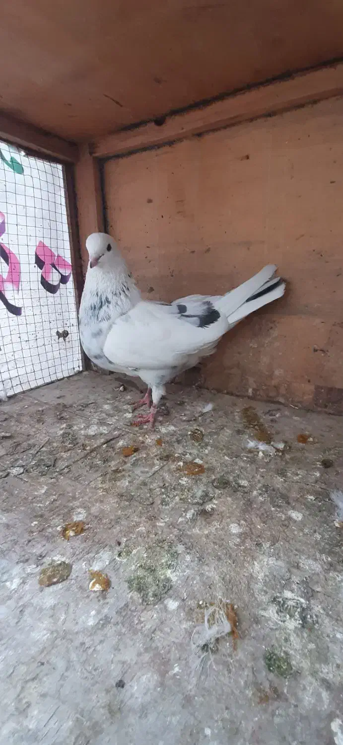 کبوتر|پرنده|تهران, شهرک رضویه|دیوار