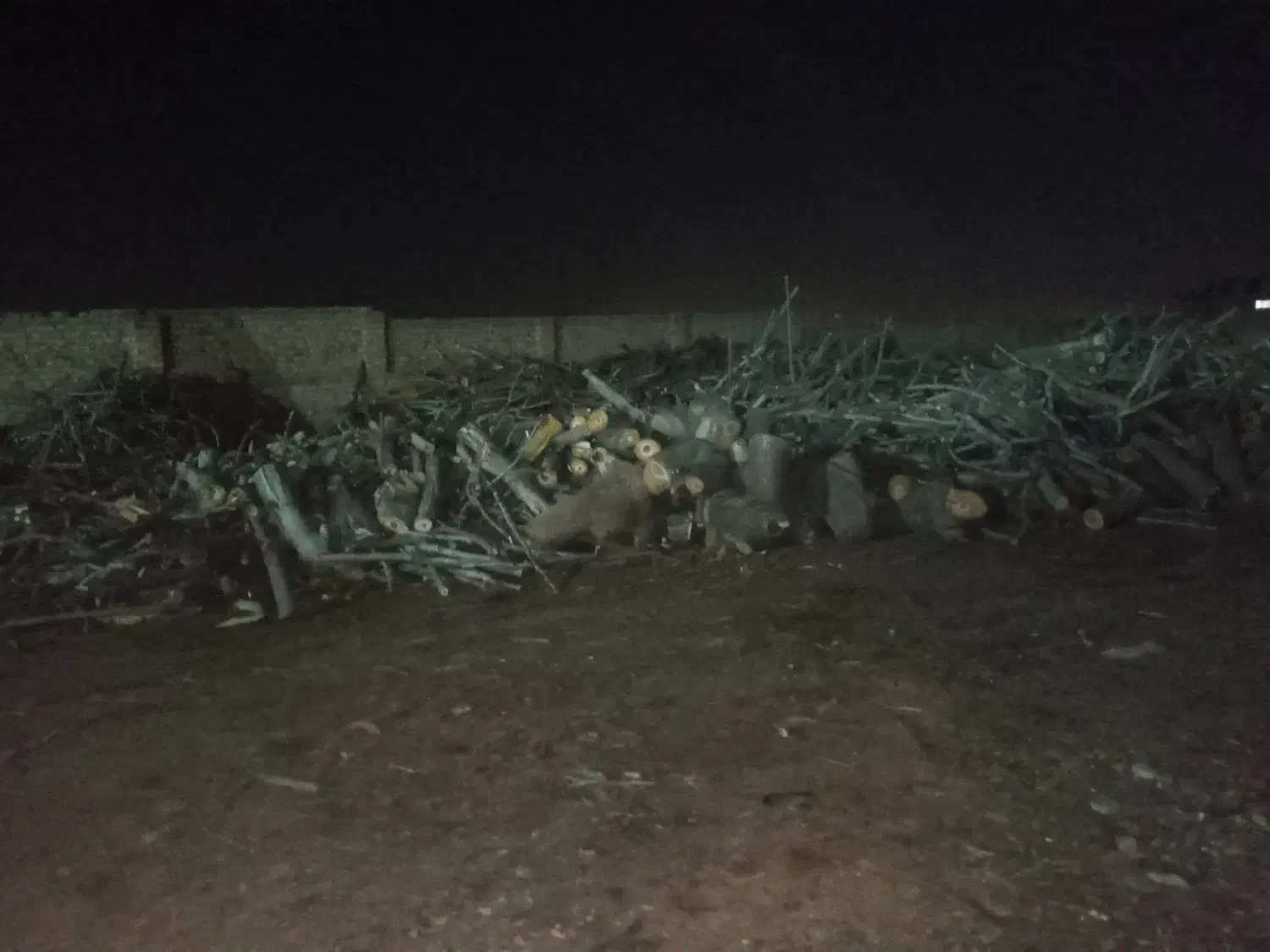 چوب زغالی|خدمات باغبانی و درختکاری|قزوین, |دیوار