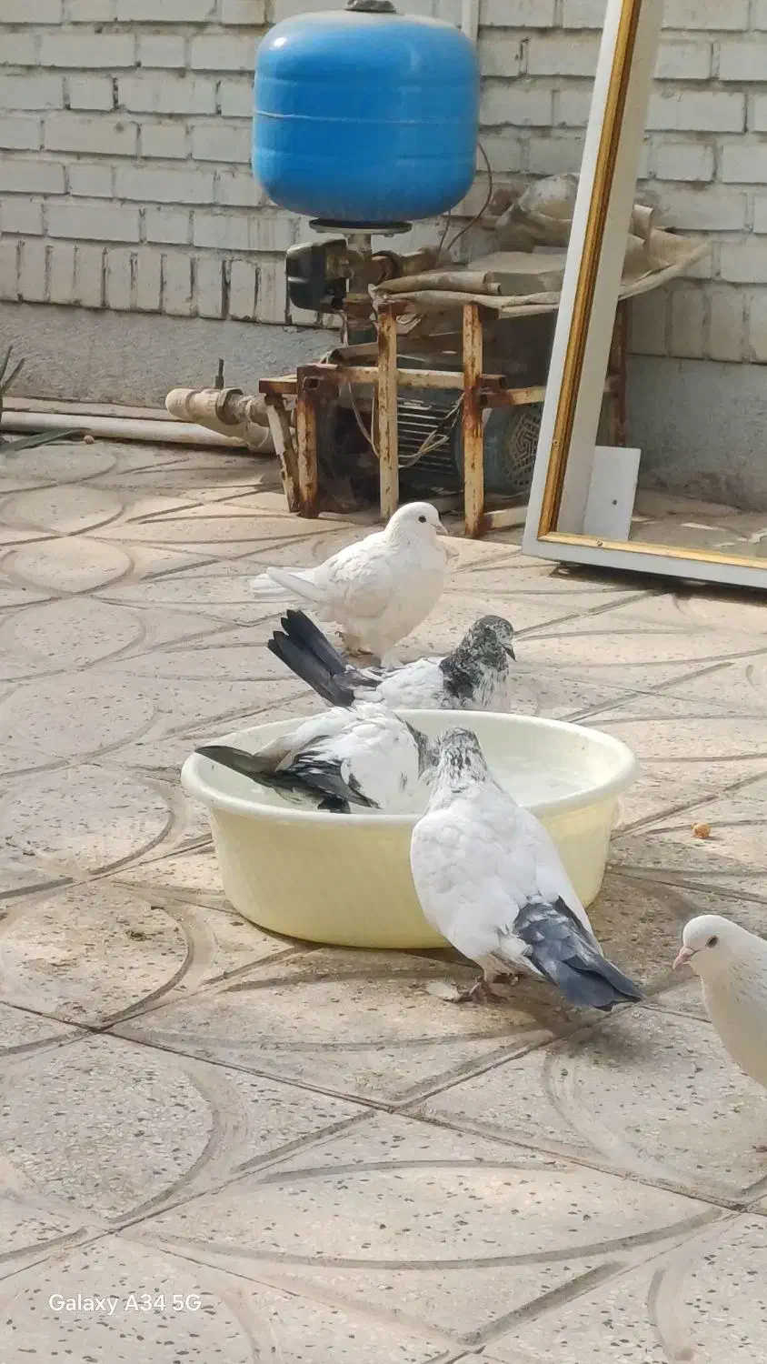 کفتر فروشی|پرنده|قرچک, مهدیه|دیوار