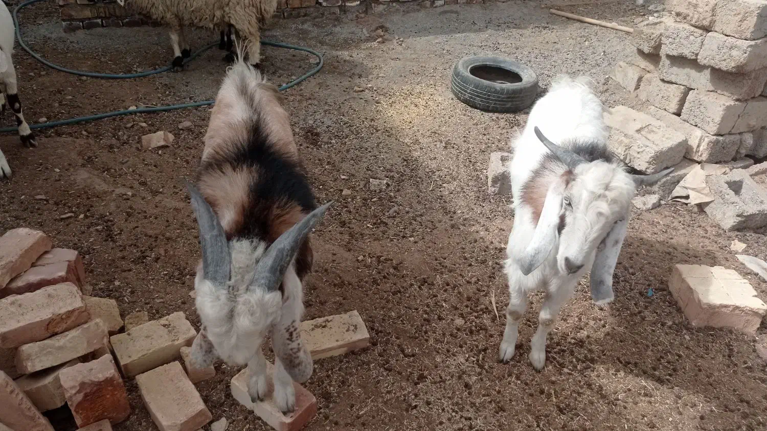 کهره نر|حیوانات مزرعه|زهک, |دیوار