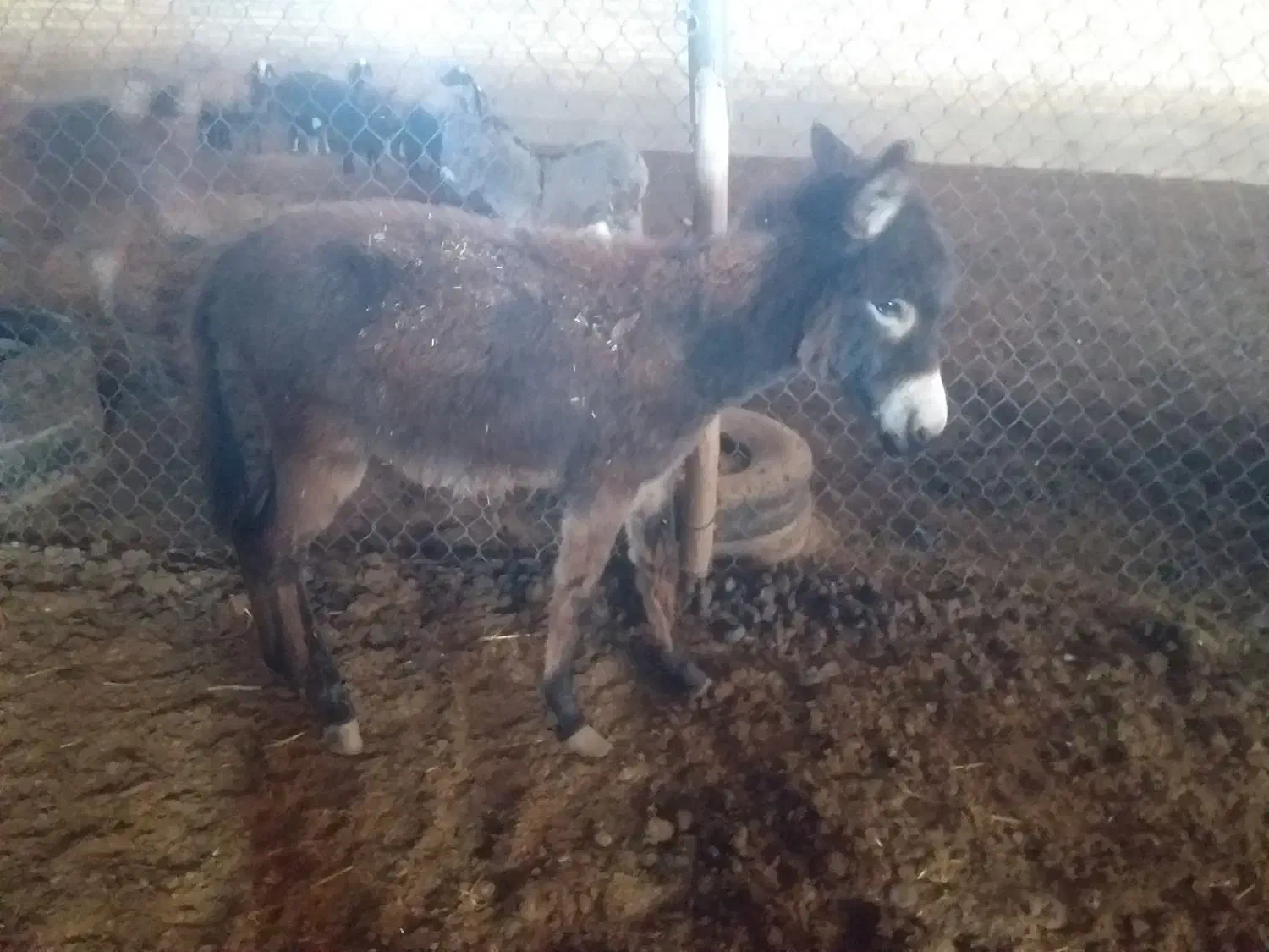 کره الاغ ماده|حیوانات مزرعه|رامند, |دیوار