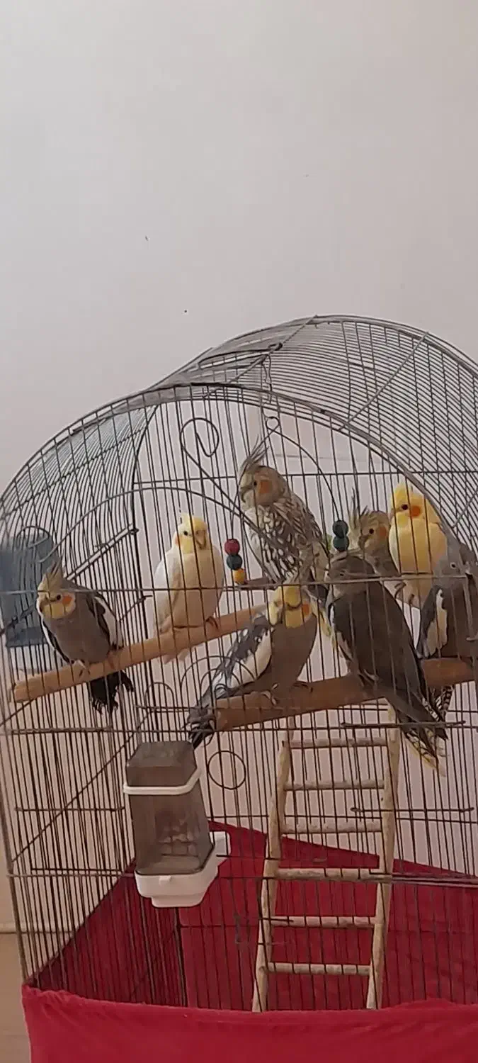 عروس هلندی سخنگو نروماده|پرنده|محمدشهر, شهرک چمران|دیوار