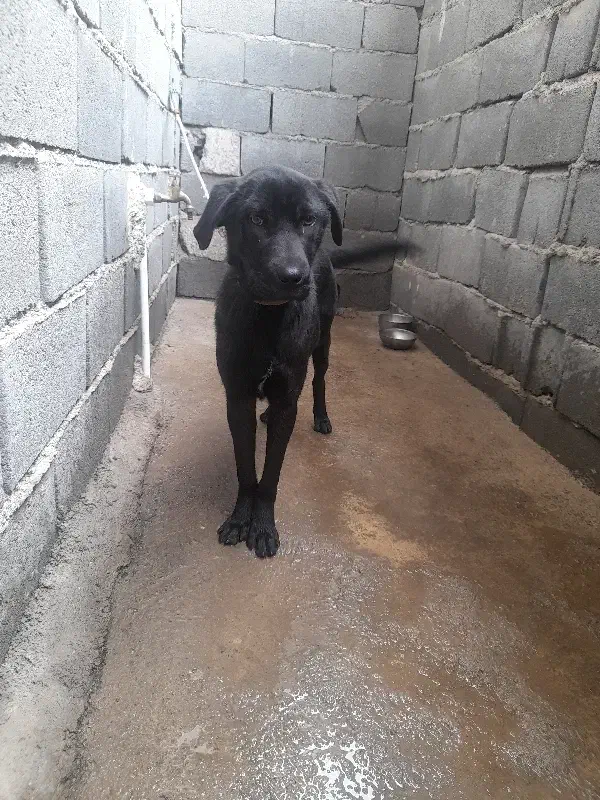 توله ۳ماهه ماده|سگ|پاکدشت, خاتون آباد|دیوار