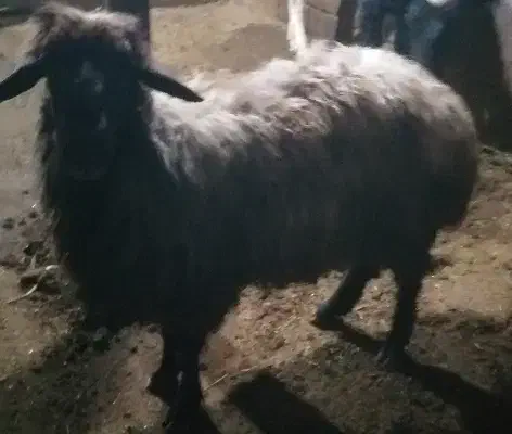 قوچ دوساله|حیوانات مزرعه|ارشق, |دیوار