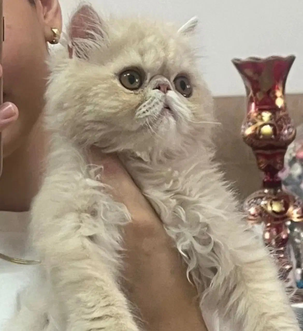 گربه پرشین سوپر فلت کاراملی|گربه|یزد, |دیوار