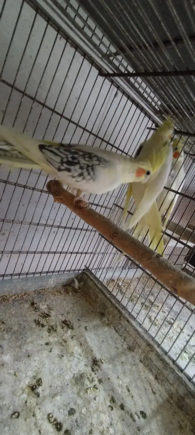 عروس هلندی دوکت|پرنده|گرگان, |دیوار