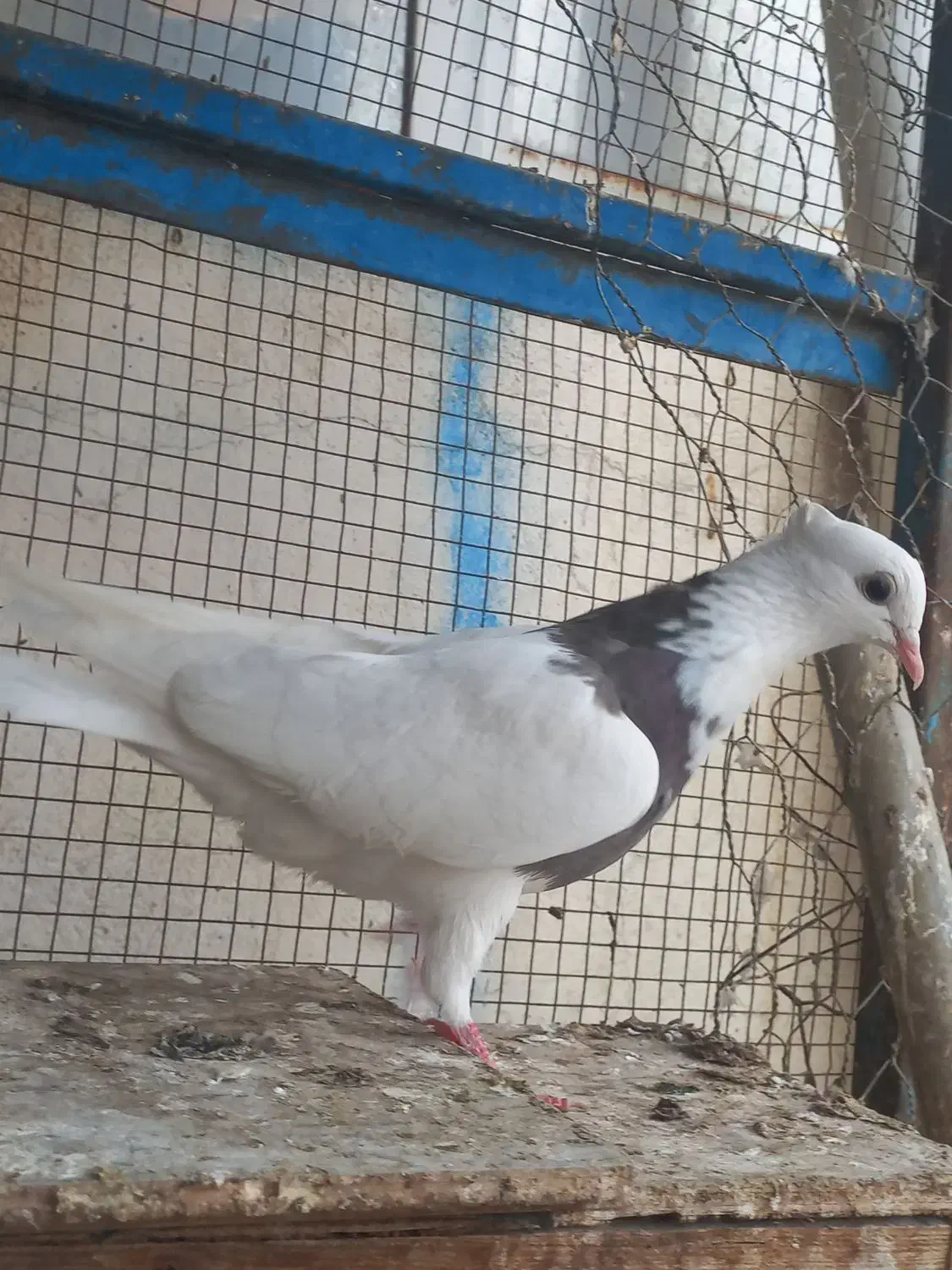 کبوتر رنگی . عراقی . موشی|پرنده|گنبد کاووس, |دیوار