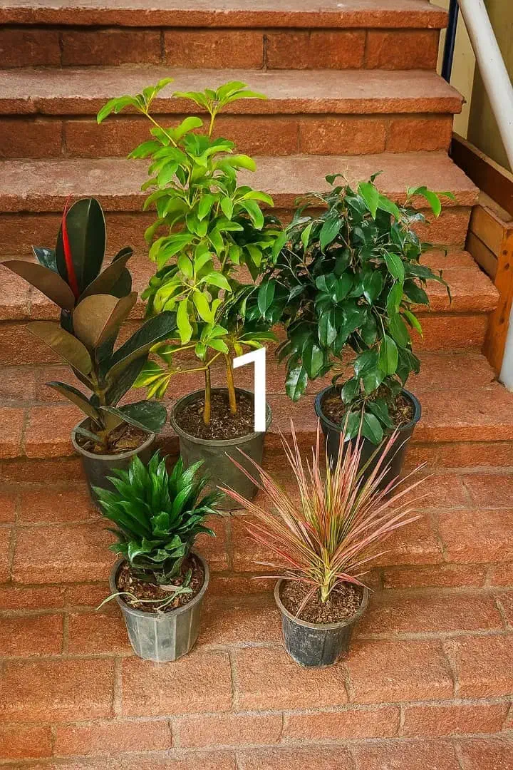 پکهای گیاهان آپارتمانی  - ارسال رایگان در تهران|گل و گیاه طبیعی|تهران, شهرآرا|دیوار