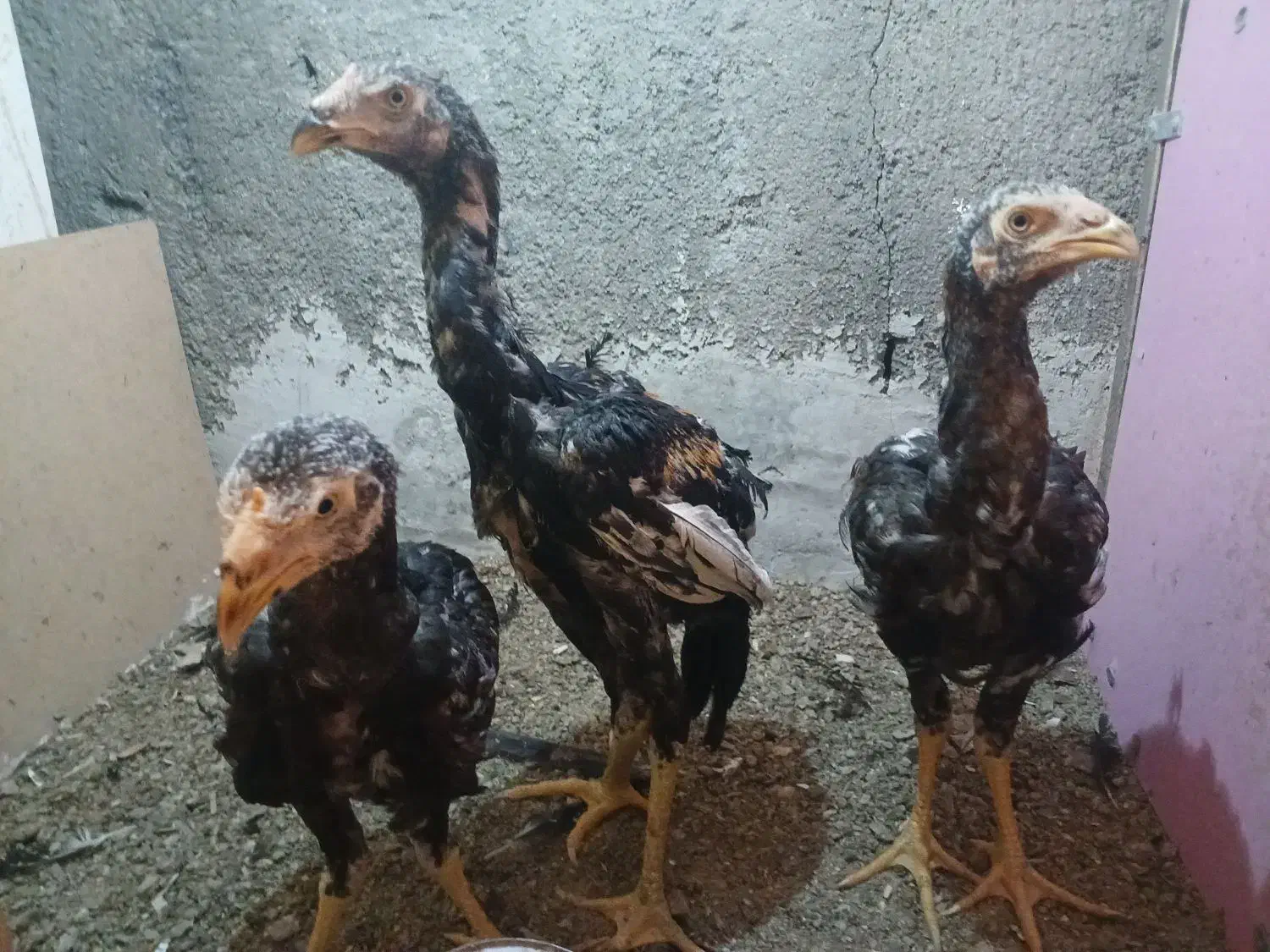 جوجه لاری|حیوانات مزرعه|مهدی شهر, |دیوار