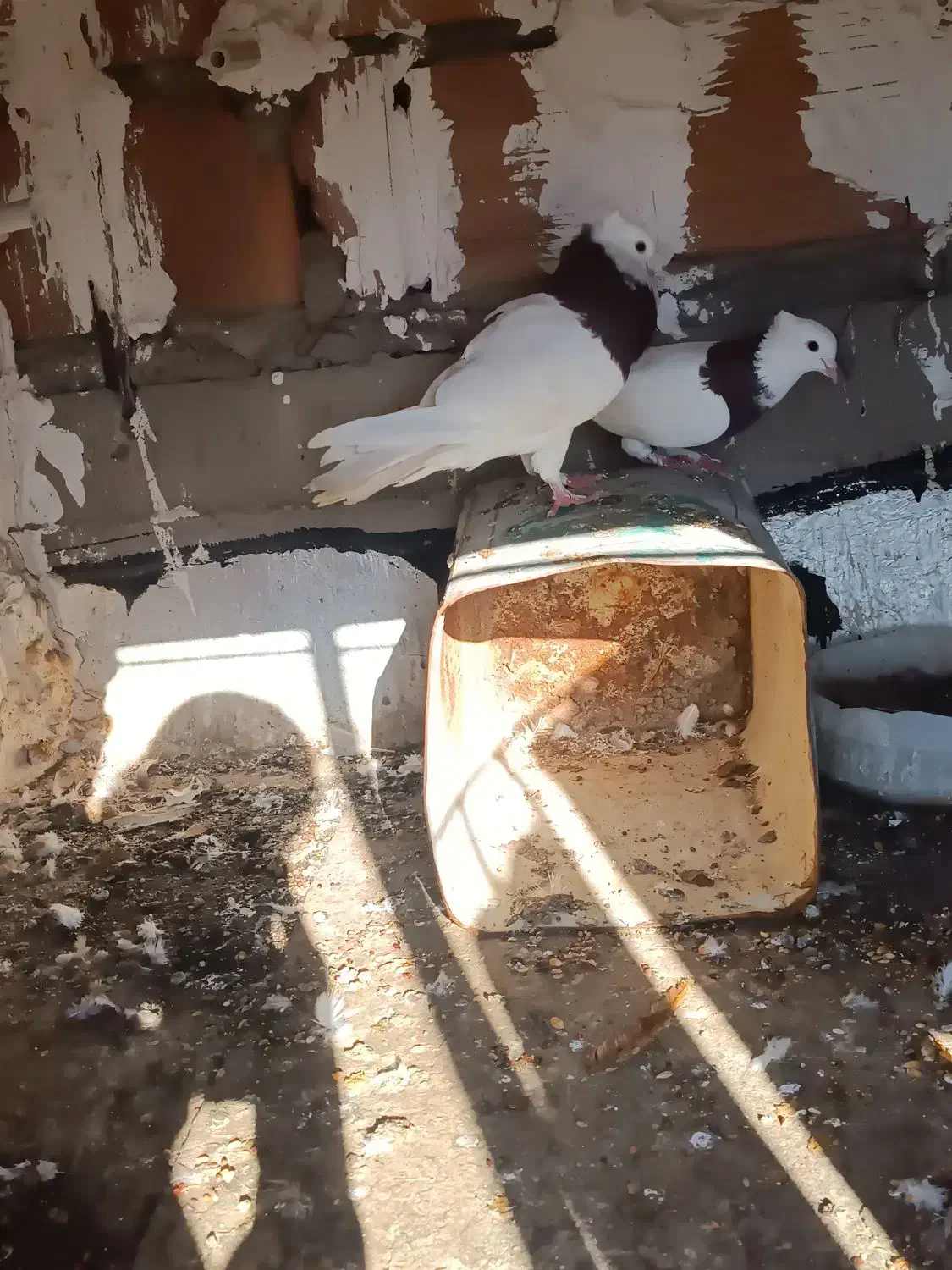 کفتر|پرنده|کرمان, |دیوار