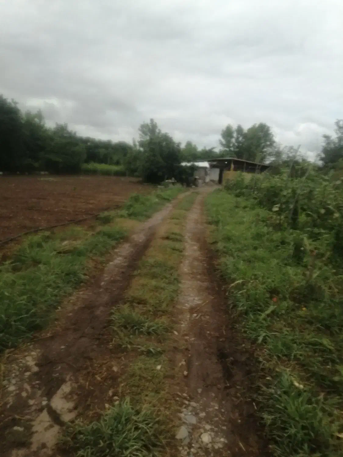 مرغداری ۲۰۰۰قطعه ای با مجوز|فروش دفتر صنعتی، کشاورزی، تجاری|لاهیجان, کوی آزادگان|دیوار