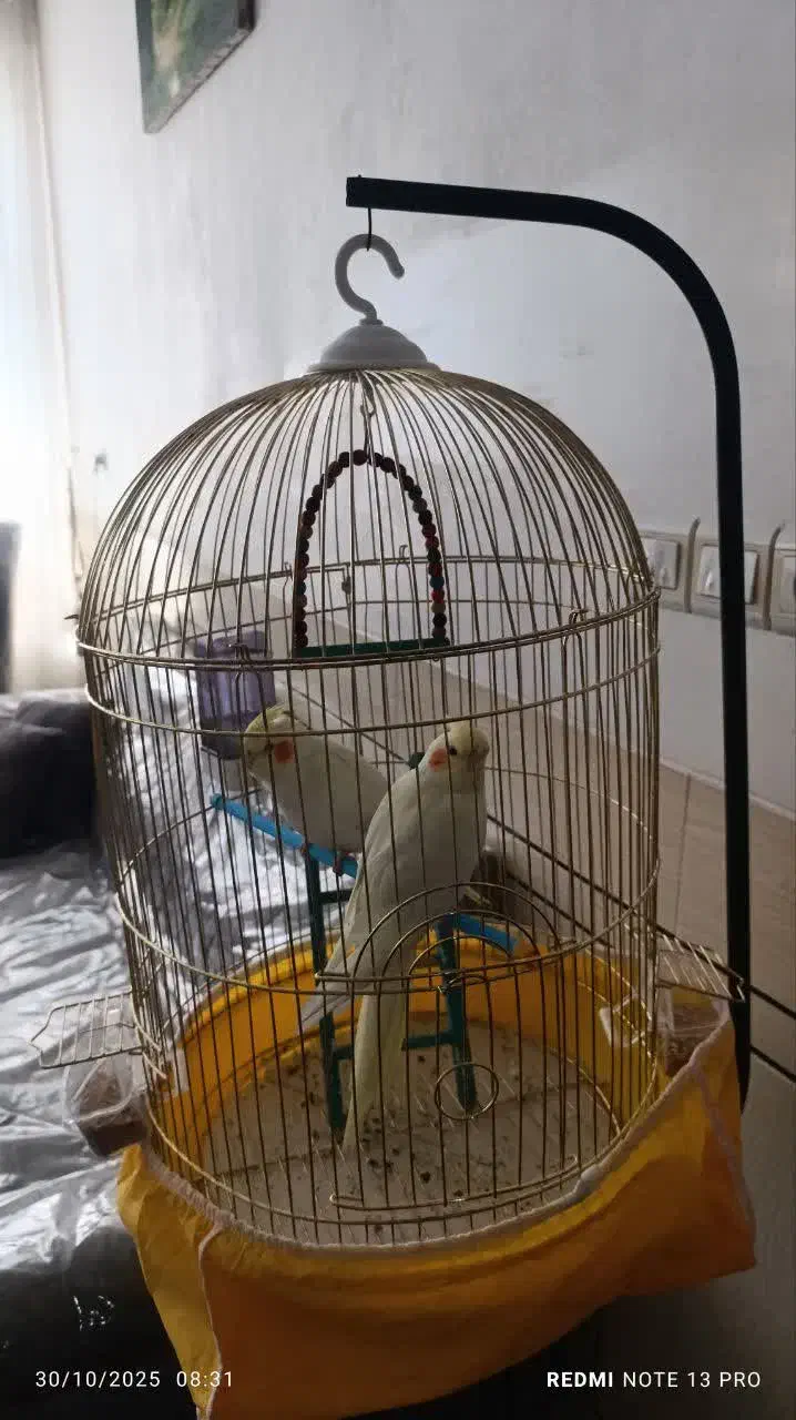 عروس هلندی لو تینو چشم شرابی|پرنده|نجف‌آباد, یزدانشهر|دیوار