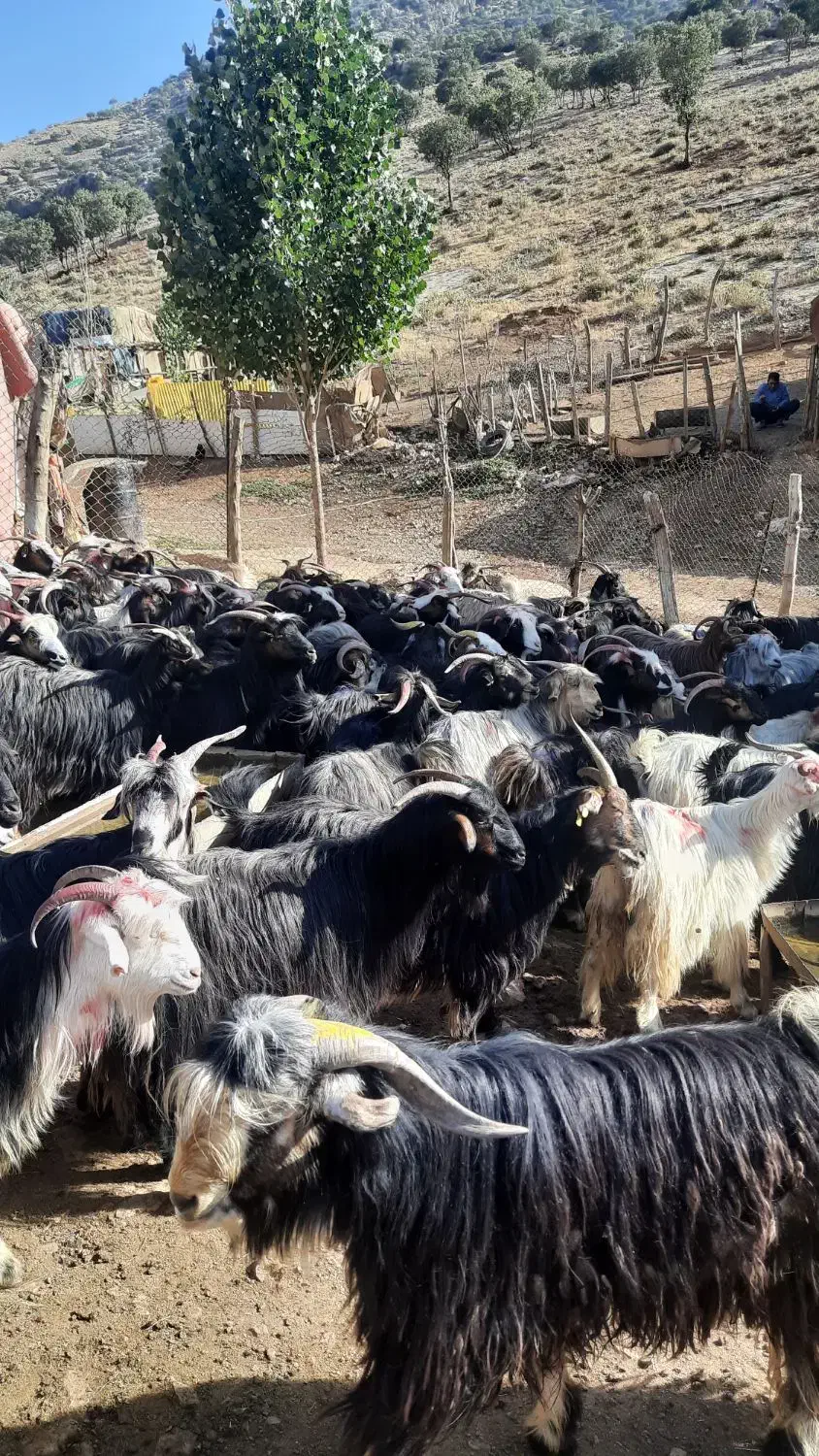 فروش دام زنده بزوتی بزچاق میش وشیشک چاق فلک الدین|حیوانات مزرعه|خرم‌آباد, |دیوار