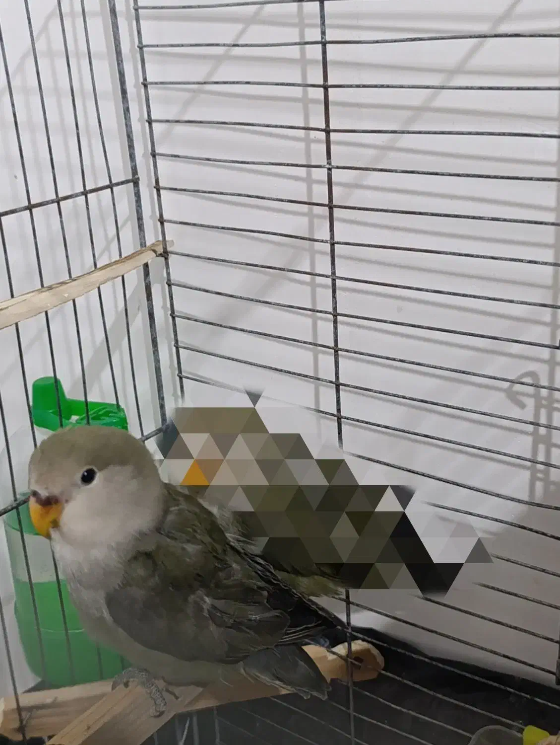 طوطی برزیلی|پرنده|بهار, |دیوار