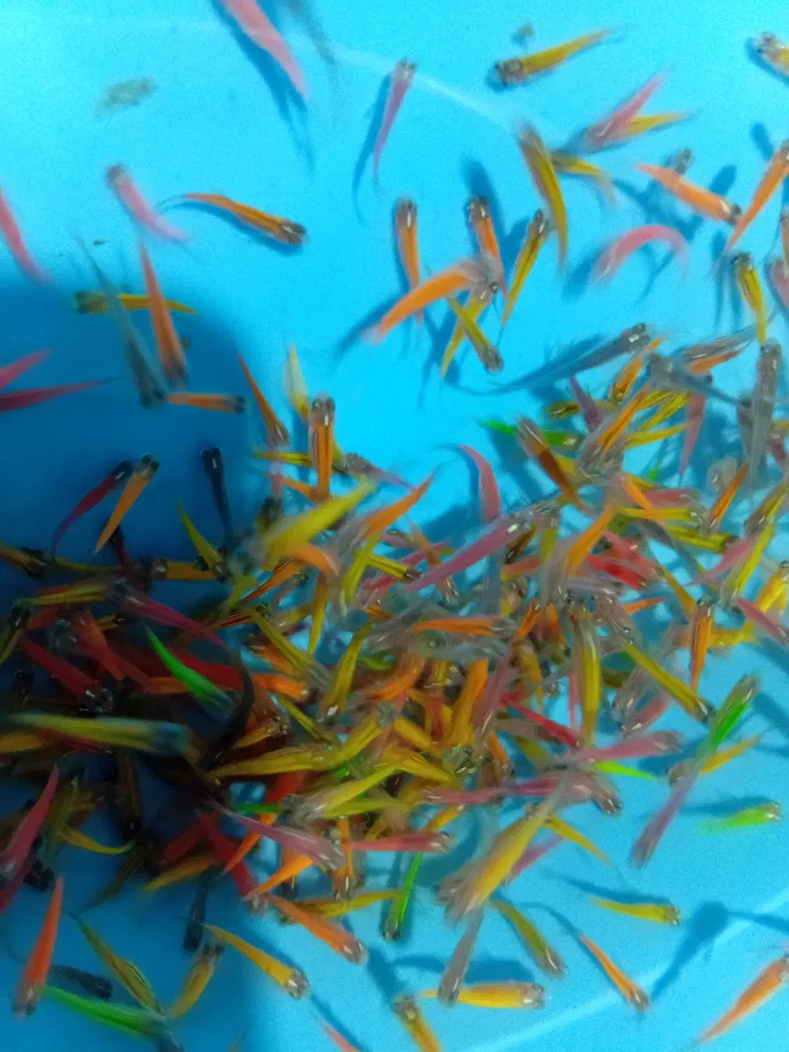 دانیو همه رنگ|ماهی|مشهد, گوهرشاد|دیوار