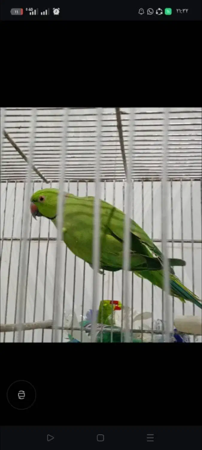 جفت طوطی ملنگو مولد|پرنده|سراوان, |دیوار