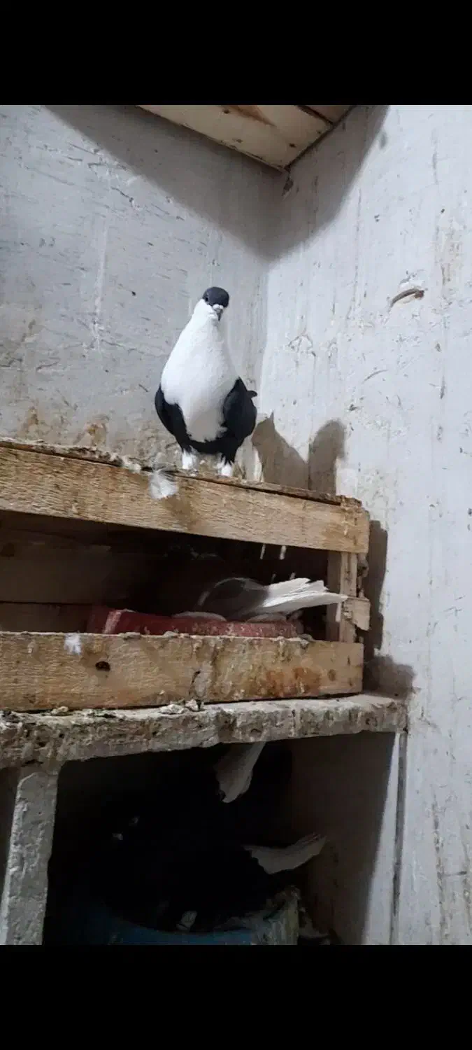 کله دم سفید|پرنده|اندیمشک, |دیوار