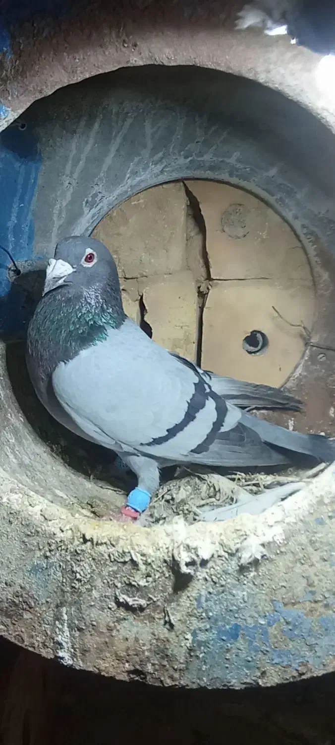 کفتر|پرنده|فیروزه, |دیوار