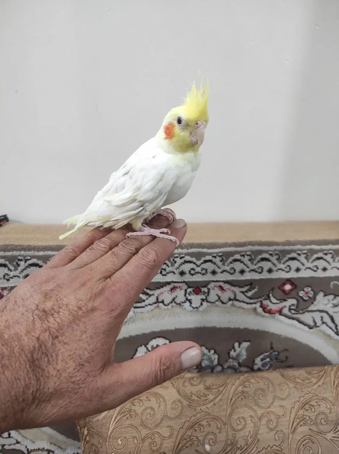 یک عدد عروس هلندی|پرنده|رباط‌کریم, مسکن مهر آبشناسان|دیوار