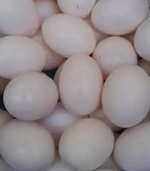 تخم کفتر|حیوانات مزرعه|تهران, شهرک رضویه|دیوار