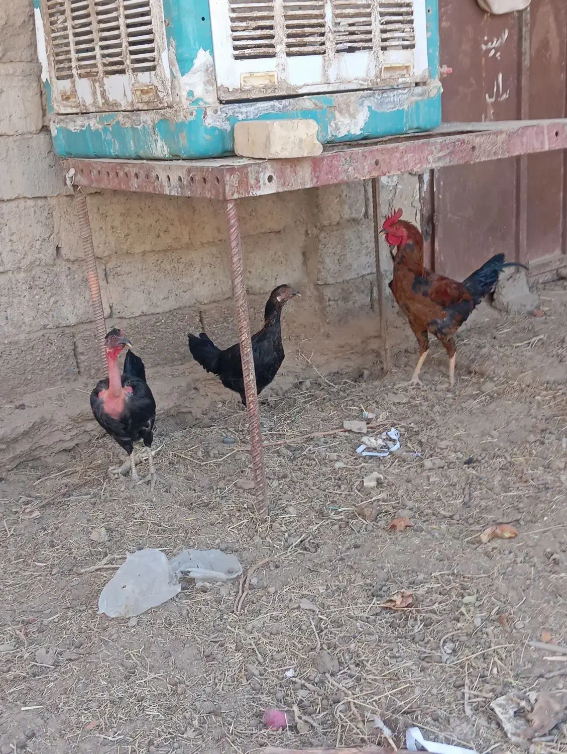 مرغ و خروس|حیوانات مزرعه|زهک, |دیوار