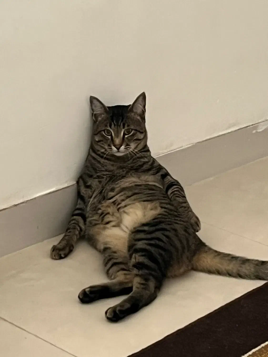 سرپرستی گربه|گربه|محمدیه-قزوین, |دیوار