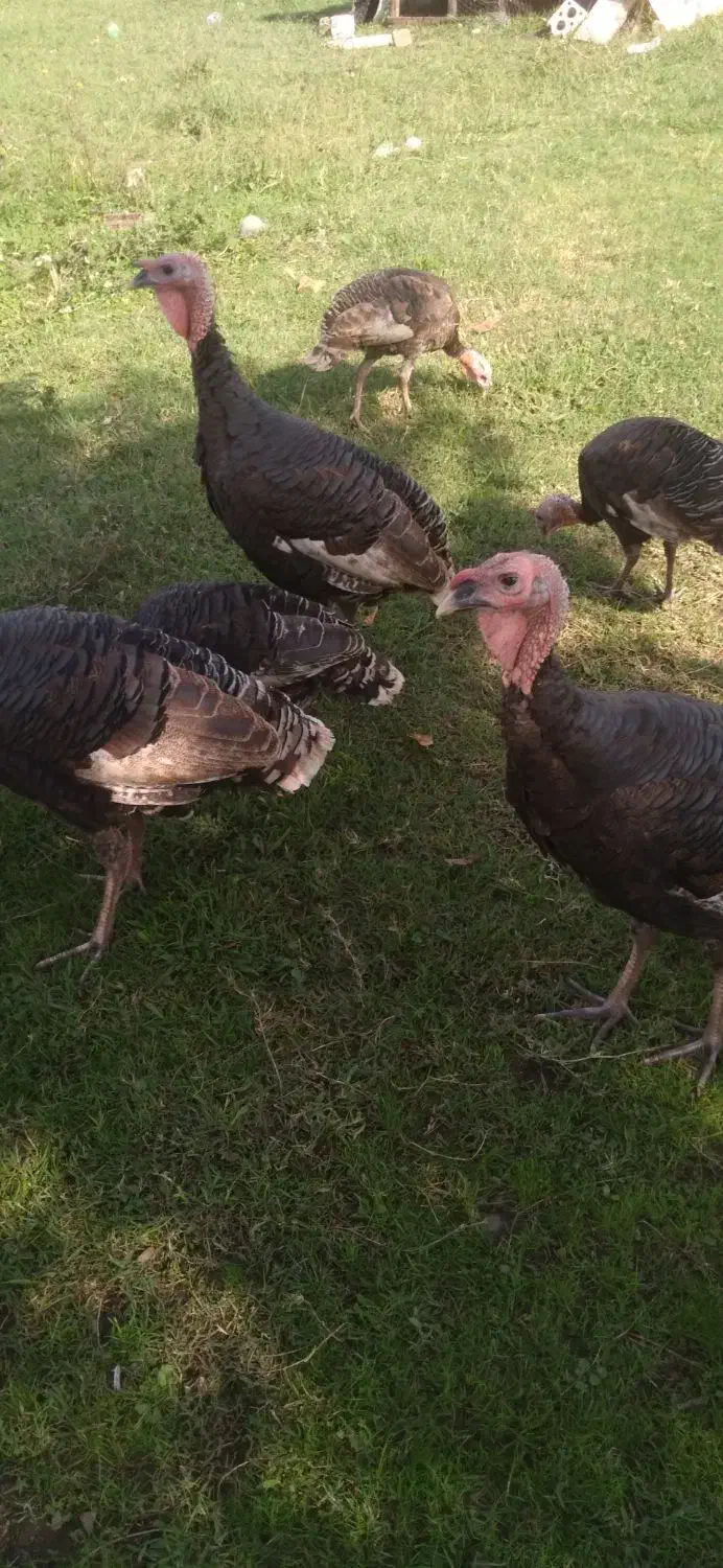 فروش بقلمون|حیوانات مزرعه|رشت, گیل|دیوار