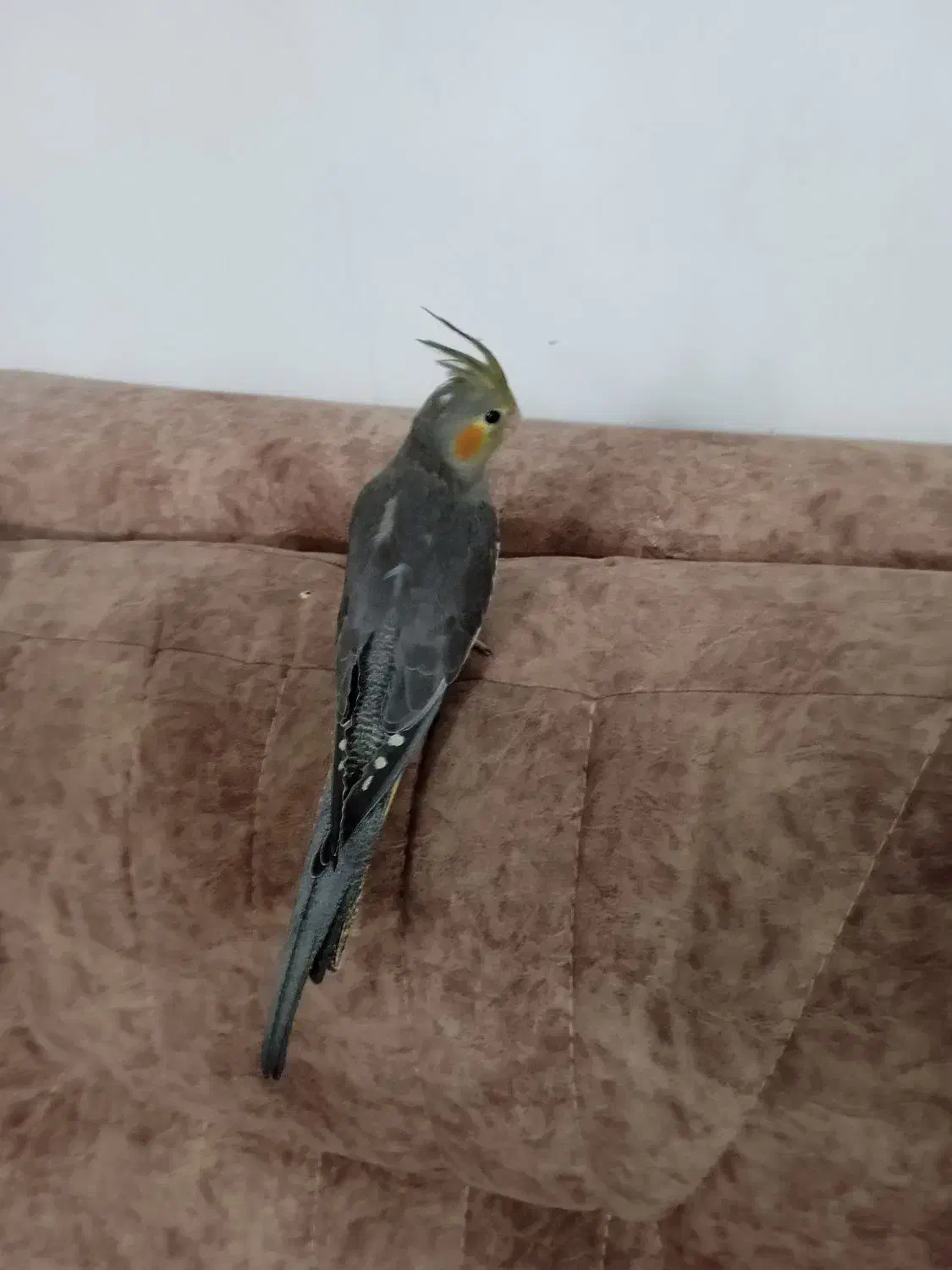 جوجه عروس هلندی|پرنده|رودهن, |دیوار