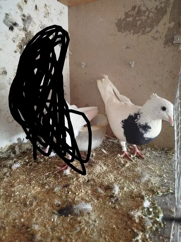 ی طوقی ماده|پرنده|نظرآباد, احمد آباد|دیوار