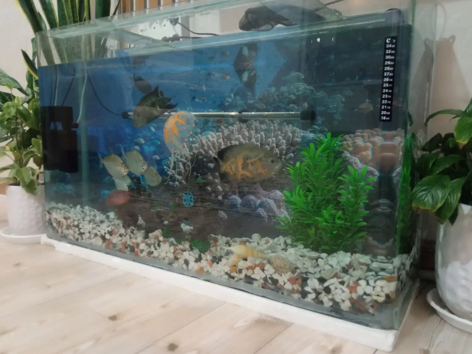 ماهی اسکار و سیلور دالر|ماهی|فردوسیه, |دیوار