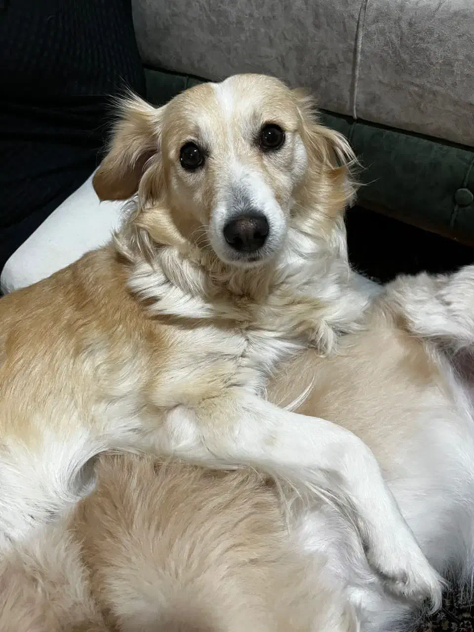 واگذاری رایگان سگ آگهی رونخونی جواب نمیگیری|سگ|تبریز, |دیوار