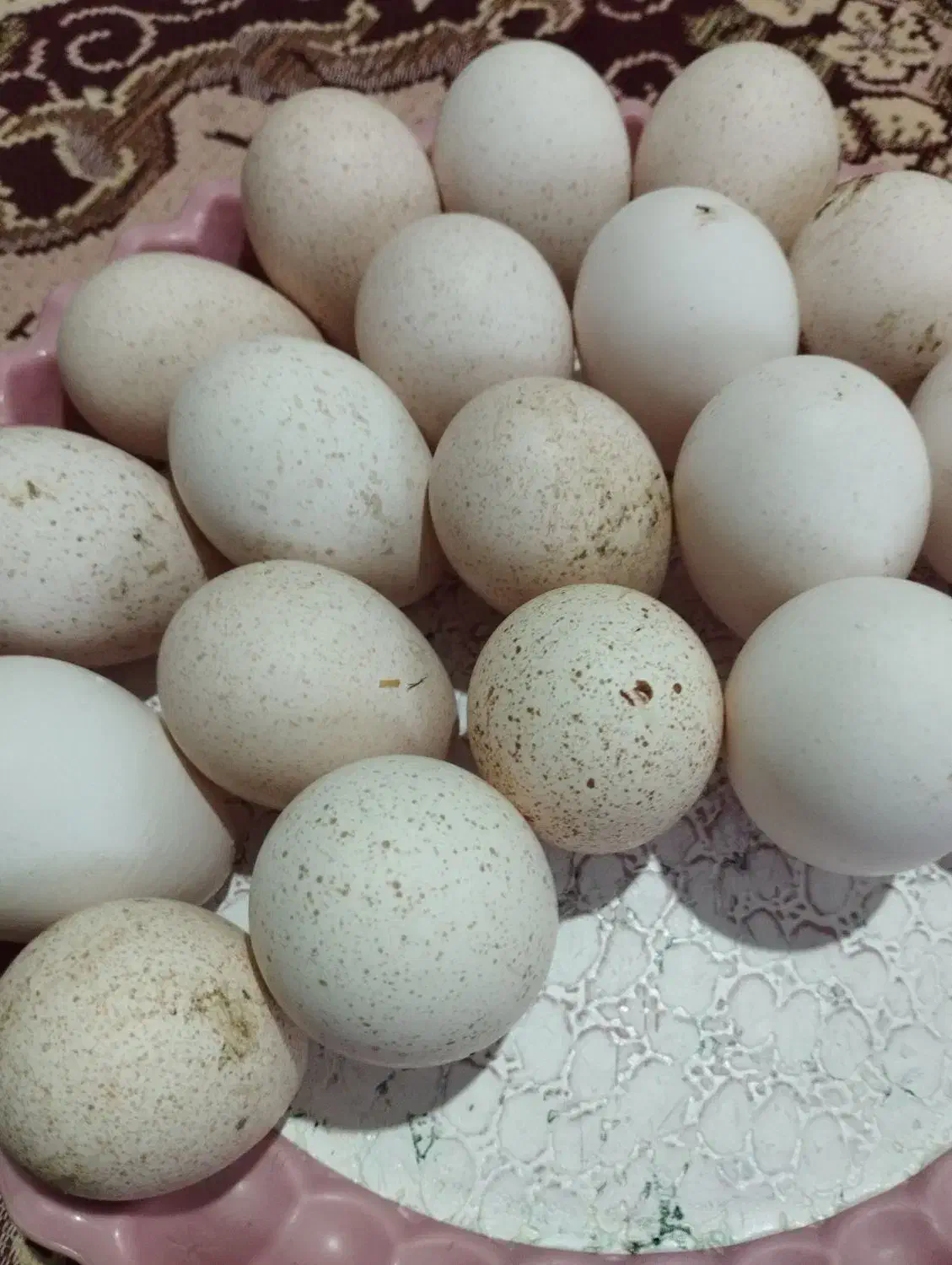 تخم بوقلمون|حیوانات مزرعه|صالح آباد, |دیوار