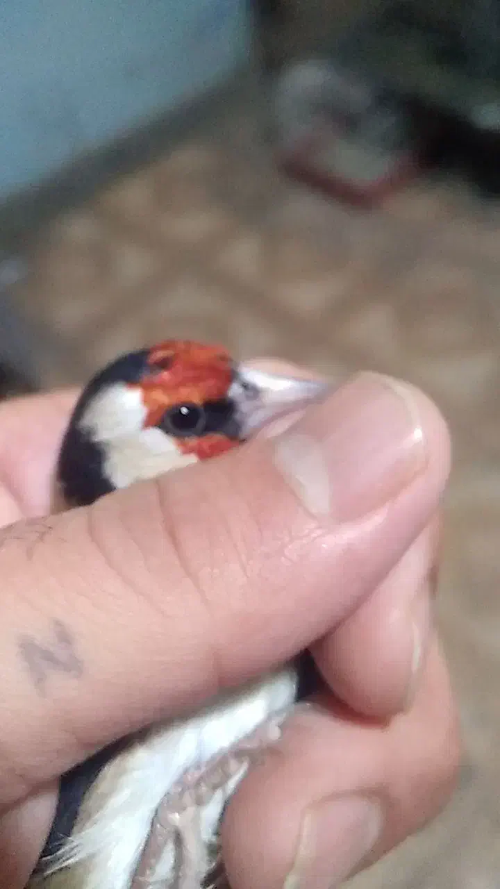 عروس هلندی ماده|پرنده|کوهدشت, |دیوار