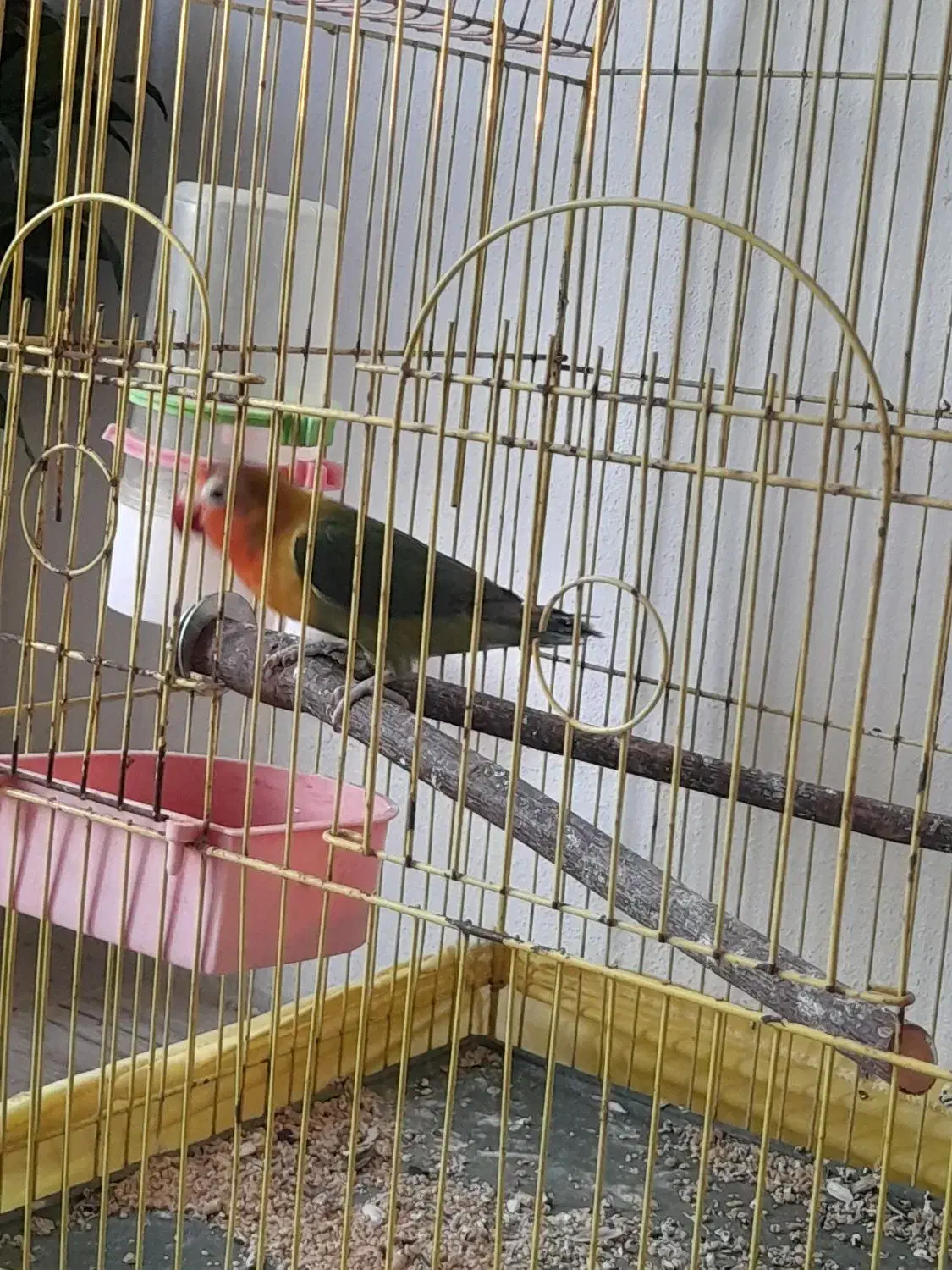 کوتوله نر|پرنده|نوشهر, |دیوار