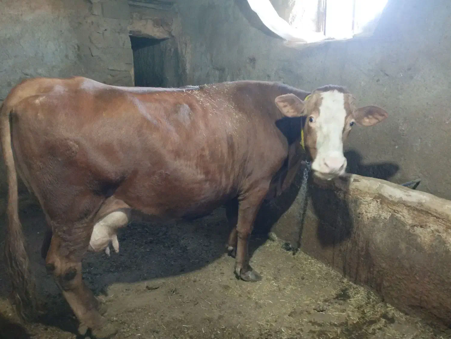 گاو سیمینتال شیری ۲عدد|حیوانات مزرعه|سرشیو, |دیوار