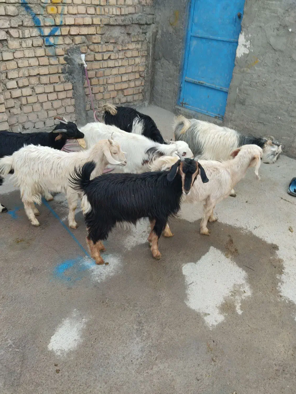 برو بزغاله|حیوانات مزرعه|پیشوا, |دیوار