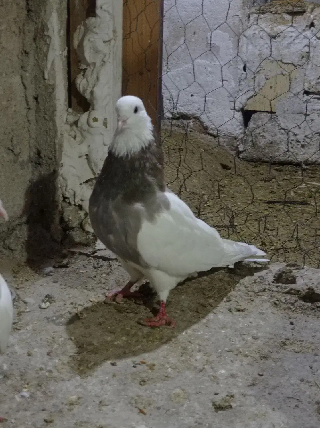 کبوتر|پرنده|دهدشت, |دیوار