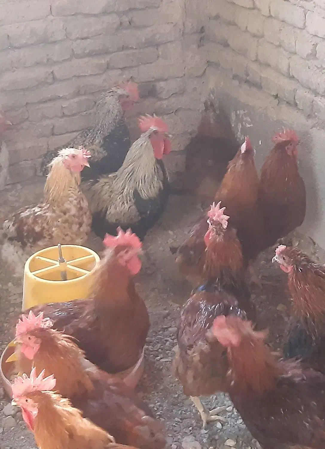 خروس محلی|حیوانات مزرعه|تربت‌حیدریه, بالا ولایت|دیوار