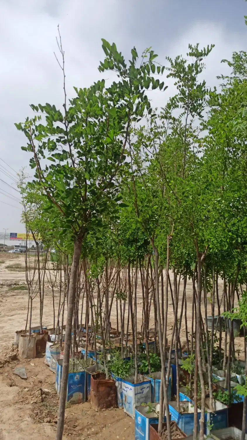 باغبانی و سمپاشی و فروش نهال|گل و گیاه طبیعی|ورامین, ورامین|دیوار