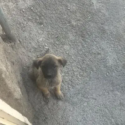 واگذاری دو عدد سگ|سگ|اقلید, |دیوار