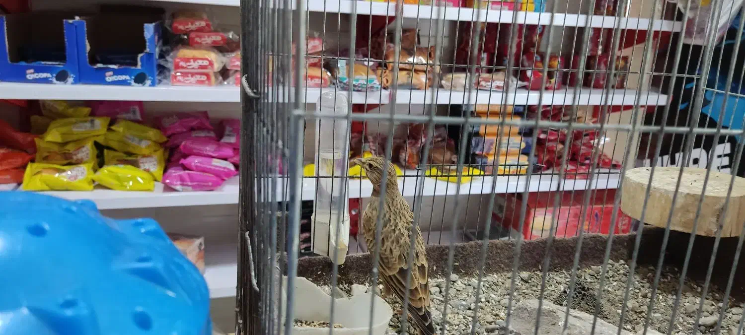 سهره خاکی جوجه امسال|پرنده|محمدیه-قزوین, |دیوار