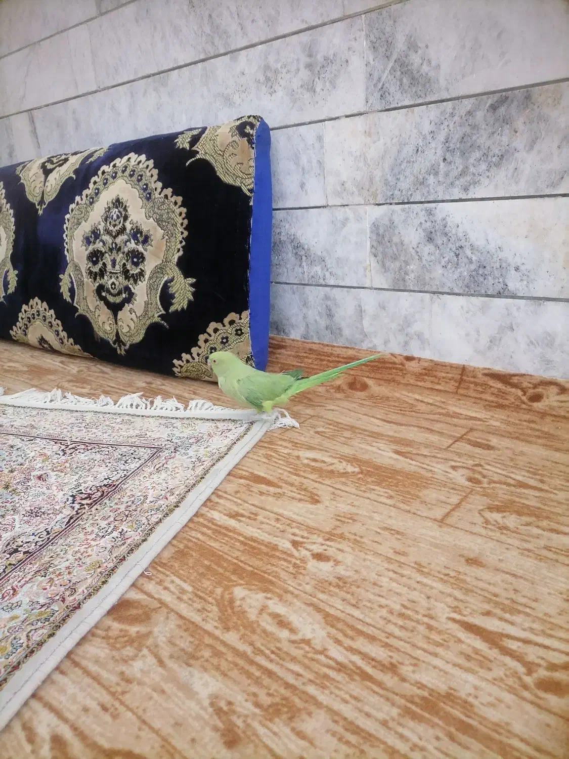 طوطی ملنگو|پرنده|بیرجند, |دیوار