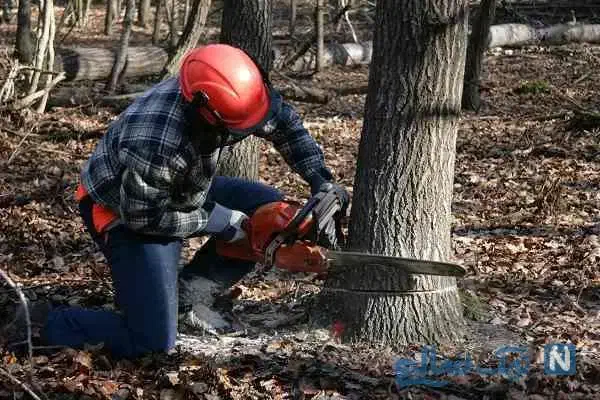 درخت بری حرص کاری|خدمات باغبانی و درختکاری|شهریار, رزکان|دیوار