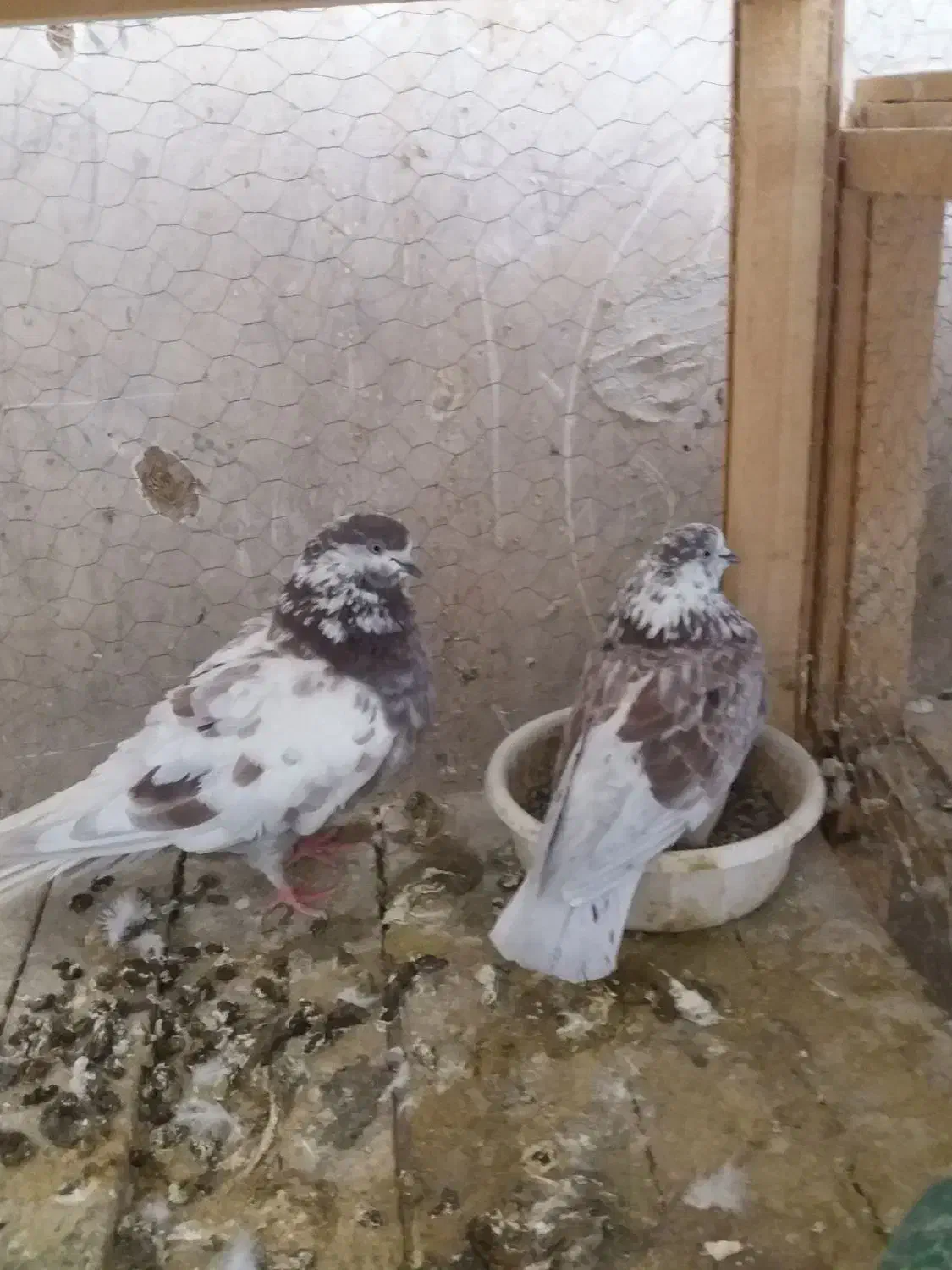 کبوتر پرشی|پرنده|کاشان, کوشک صفی|دیوار