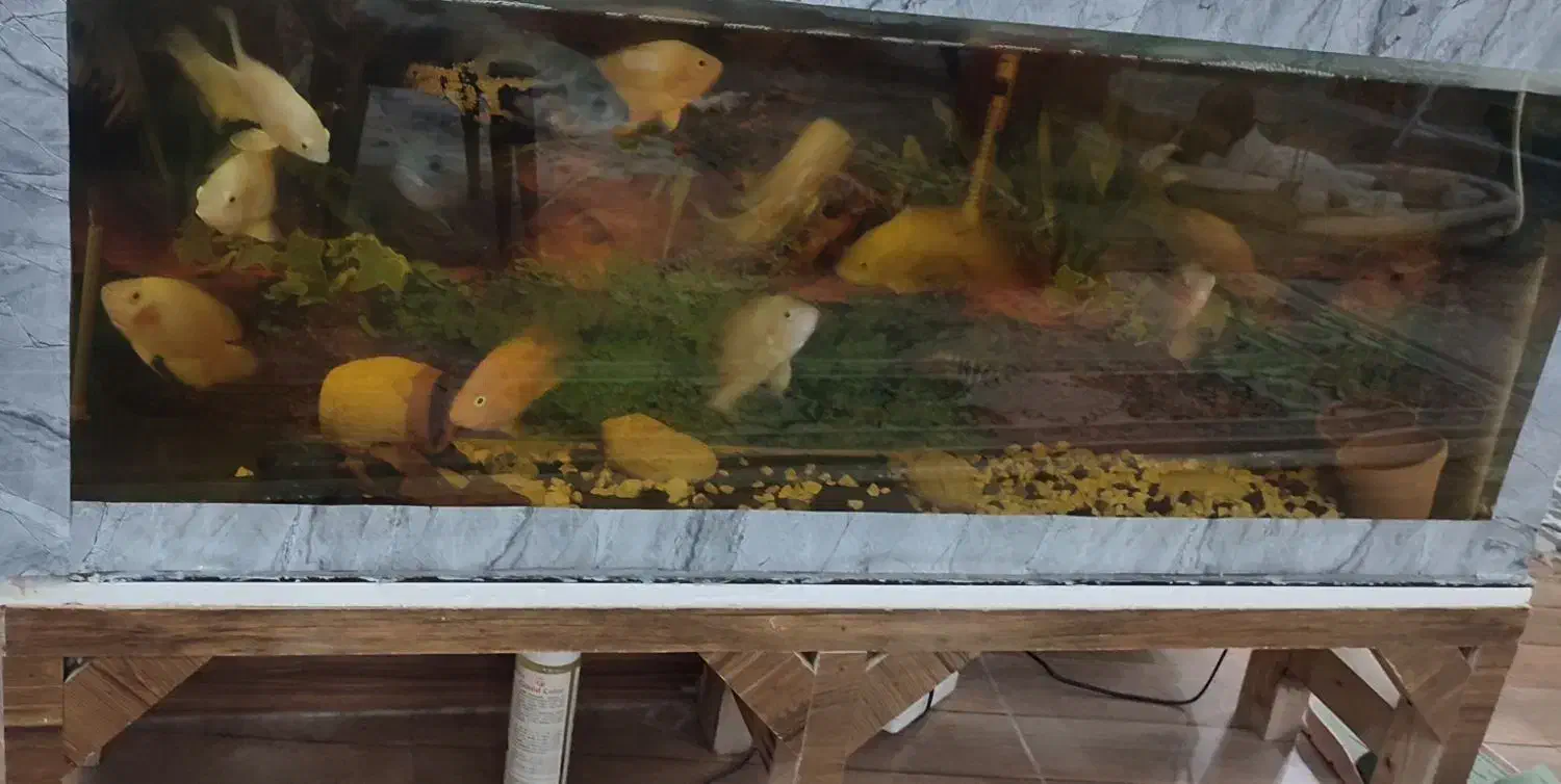 ماهی|ماهی|تربت جام, معدآباد|دیوار