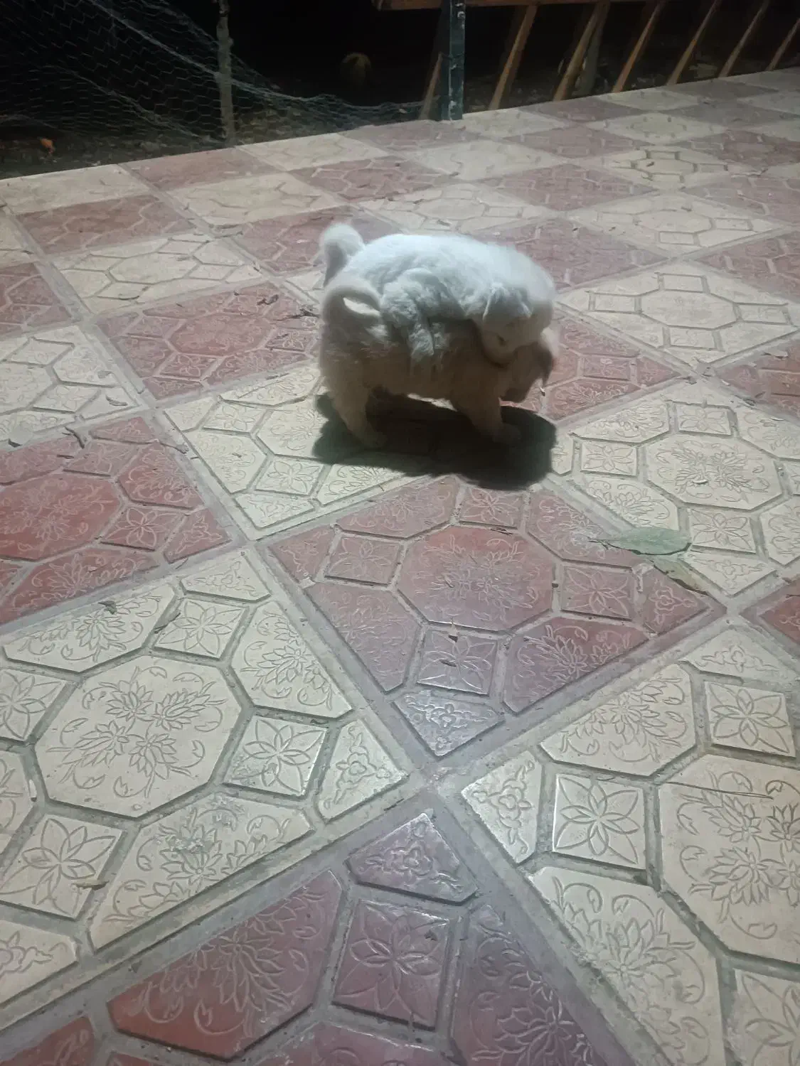 پشمالو|سگ|خان ببین, |دیوار