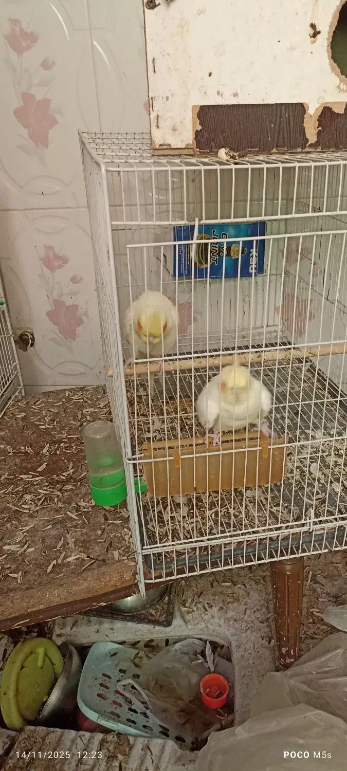 دو جفت عروس هلندی کار داده|پرنده|مشهد, قائم|دیوار